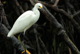 Snowy Egret