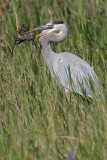 Great Blue Heron with fish