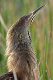 American Bittern