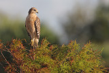 Red-shouldered Hawk
