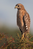Red-shouldered Hawk