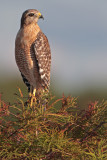 Red-shouldered Hawk