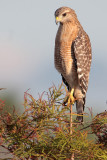 Red-shouldered Hawk