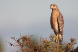 Red-shouldered Hawk