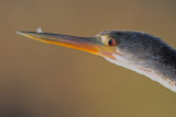 Anhinga