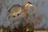 Great Blue Heron