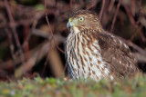 Coopers Hawk