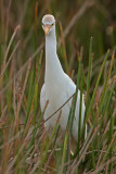 Cattle Egret