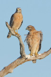 Red-shouldered Hawk pair