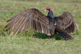 Turkey Vulture