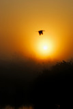 Anhinga and sunrise, Everglades National Park