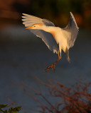 Cattle Egret landing
