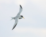 Least Tern flight