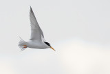 Least Tern flight