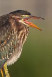 Green Heron