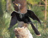 Anhinga