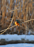 Common Kingfisher (Alcedo atthis)