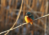 Common Kingfisher (Alcedo atthis)