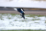 Magpie (Pica pica)