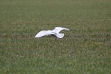 Iceland gull (Larus glaucoides)