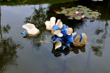 Pond sculpture - Brigits Garden