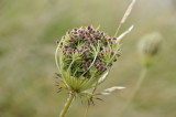 Wildflower seedhead  - Brigits Garden