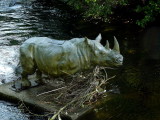 Sept 2 : Rhino in the river
