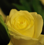Yellow rose