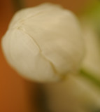 The unbearable lightness of being a white flower in midwinter