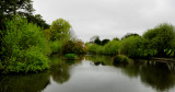 The pond in the park 