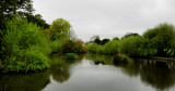 The pond in the park