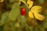 Vert , Rouge et Jaune
