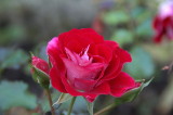 Almost the last rose of Summer