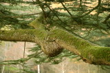 Branch of an old Cedar of Lebanon