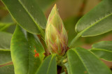 Rhododendron bud in November!