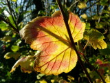 Gift of a sunny Monday in December