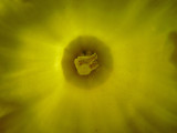 A touch of yellow