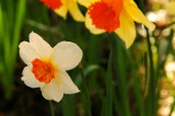 Italian daffs