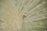 Italian peacock 2