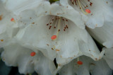 White rhododendron