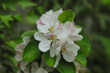 Apple blossom