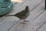 4917 Wht Throated Sparrow