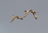 5448 Pintails in Flight.JPG