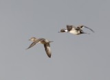 5451 Pintails in Flight.JPG