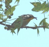 6264 Yellow-throated Warbler