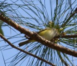 6294 White-eyed Vireo