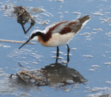 6807 Wilsons Phalarope.JPG