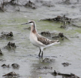 7006 Wilsons Phalarope.JPG