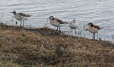 7014 Wilsons Phalarope.JPG