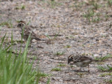 6650 Lark Sparrow